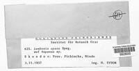 Lembosia opaca image